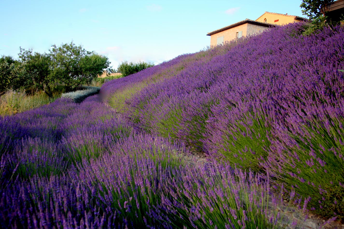 Anthony Paul Landscape Design