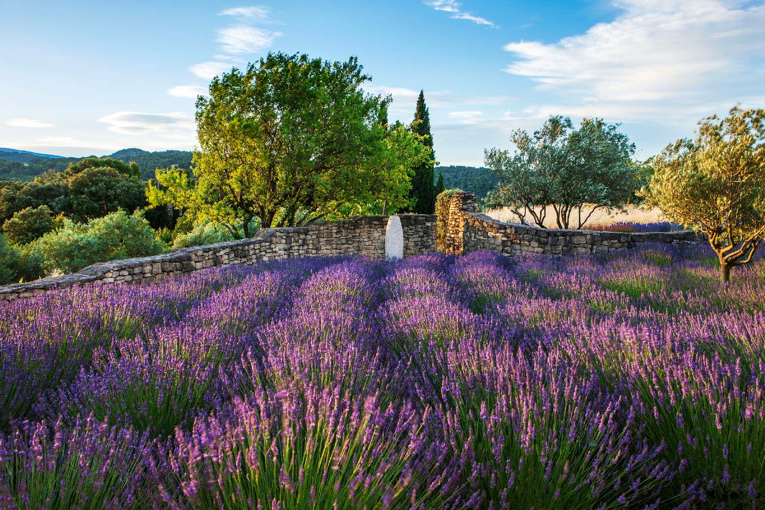 Provence Landscape by Anthony Paul Landscape Design