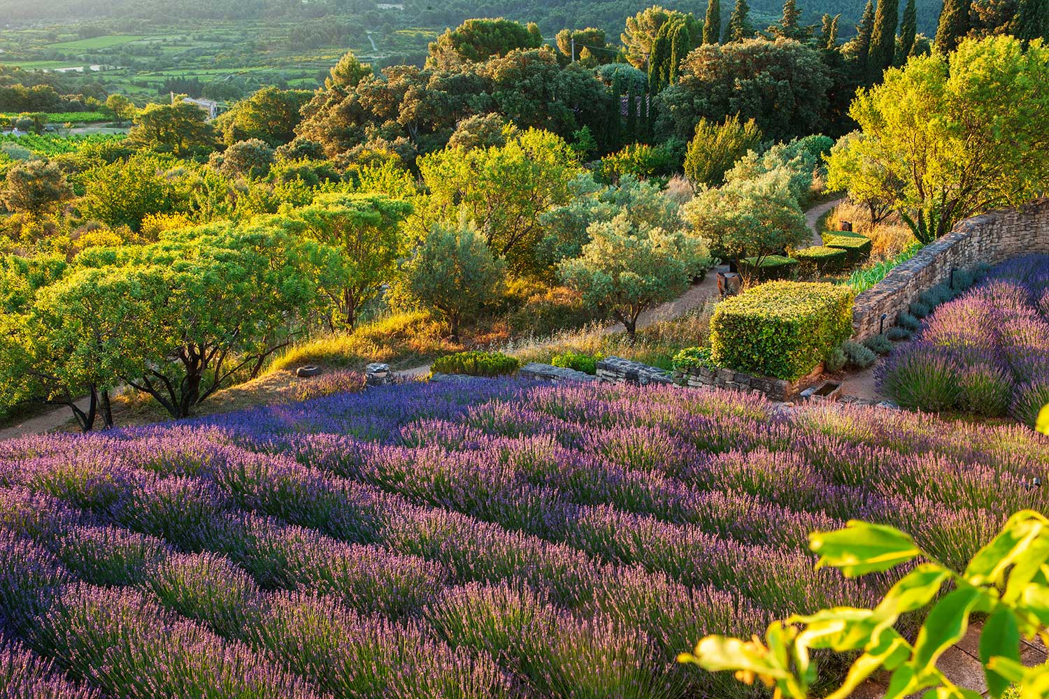 Provence Landscape by Anthony Paul Landscape Design