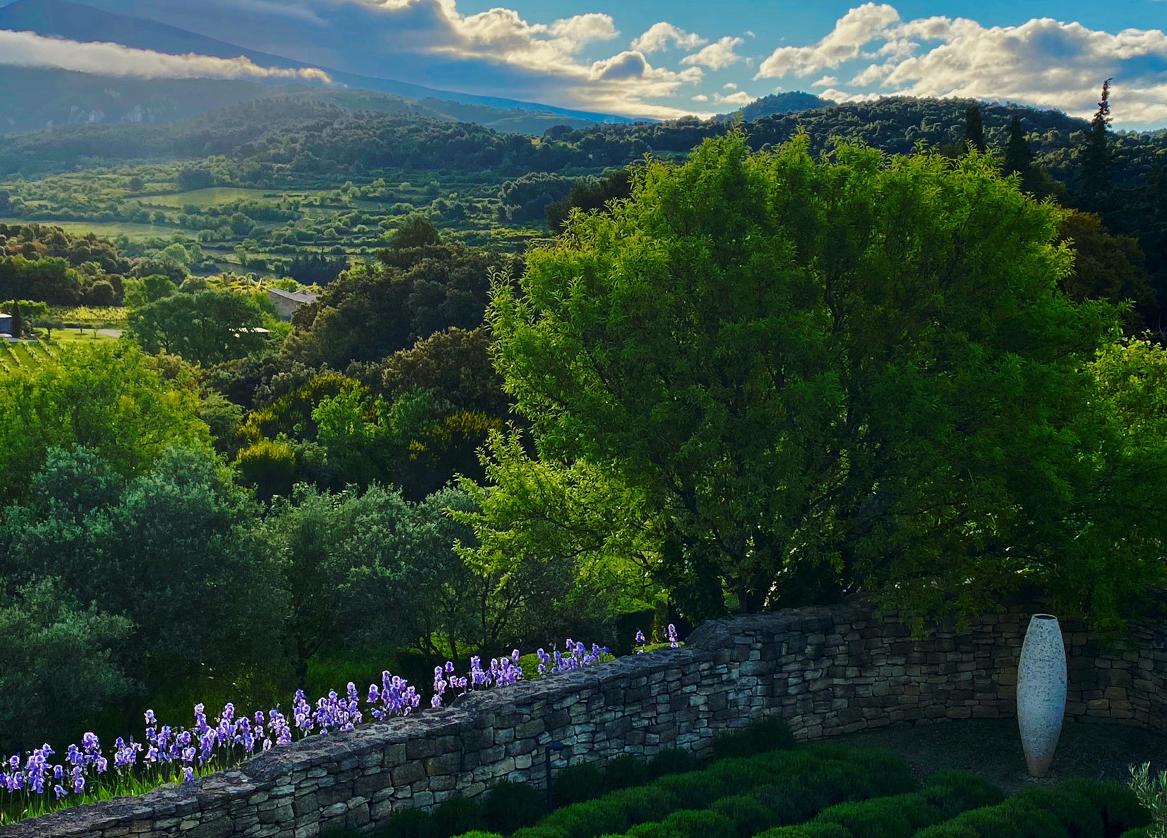 Provence garden Anthony Paul Landscape Design
