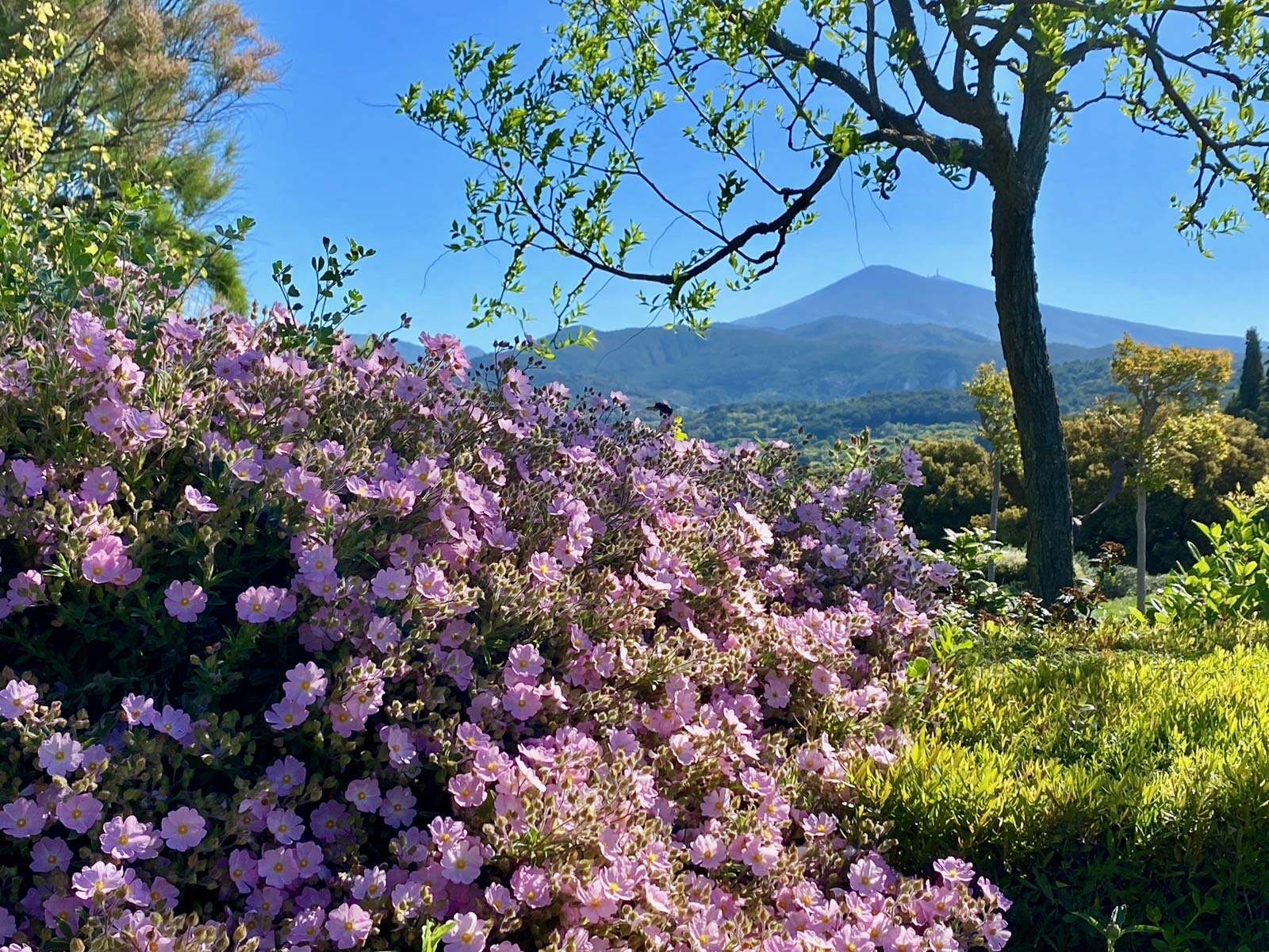 Provence garden Anthony Paul Landscape Design